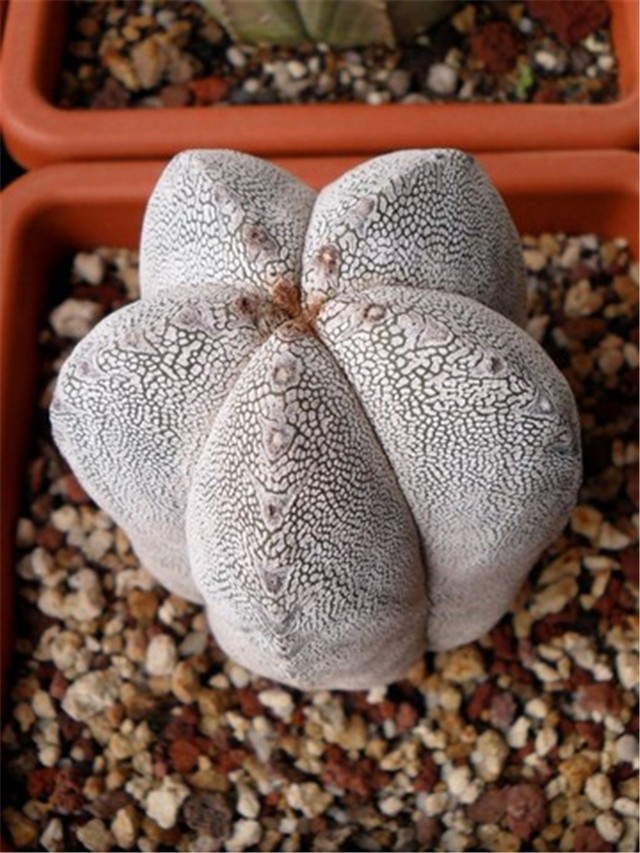 Astrophytum onzuka